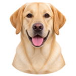 Yellow Labrador illustration for choosing automatic dog feeder recommendations
