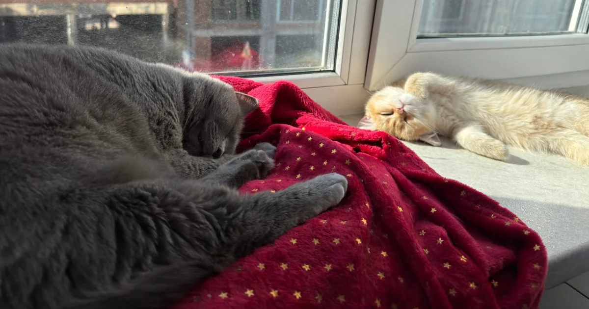 Elsa, a grey British Shorthair, and Melanie, a golden chinchilla British Shorthair, asleep on a sunny windowsill
