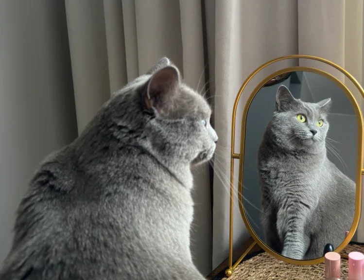 Elsa, a grey British Shorthair, looking at her reflection in a mirror