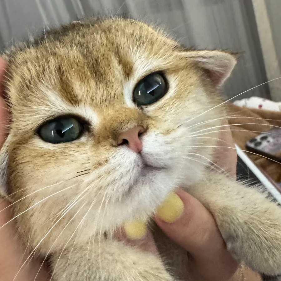Close-up of Melanie, a golden chinchilla British Shorthair with green eyes